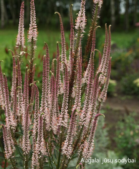Virgininis veronikūnas (Veronicastrum virginicum) 'Kleine Erica'